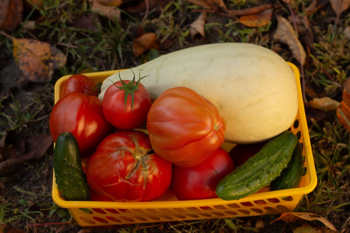 Cesta de compras cheia de vegetais frescos e alimentos orgânicos.