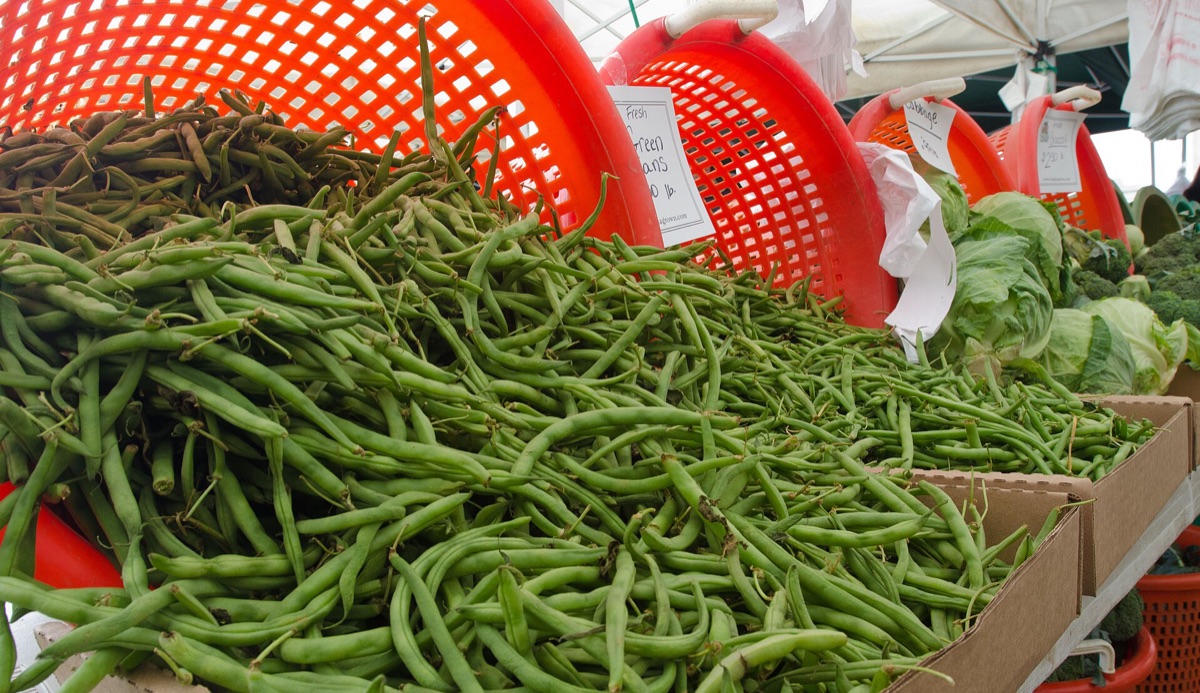 Récolte de légumes biologiques frais dans un jardin potager.