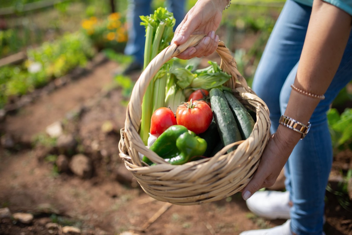 Cesta con vegetales frescos de la cosecha