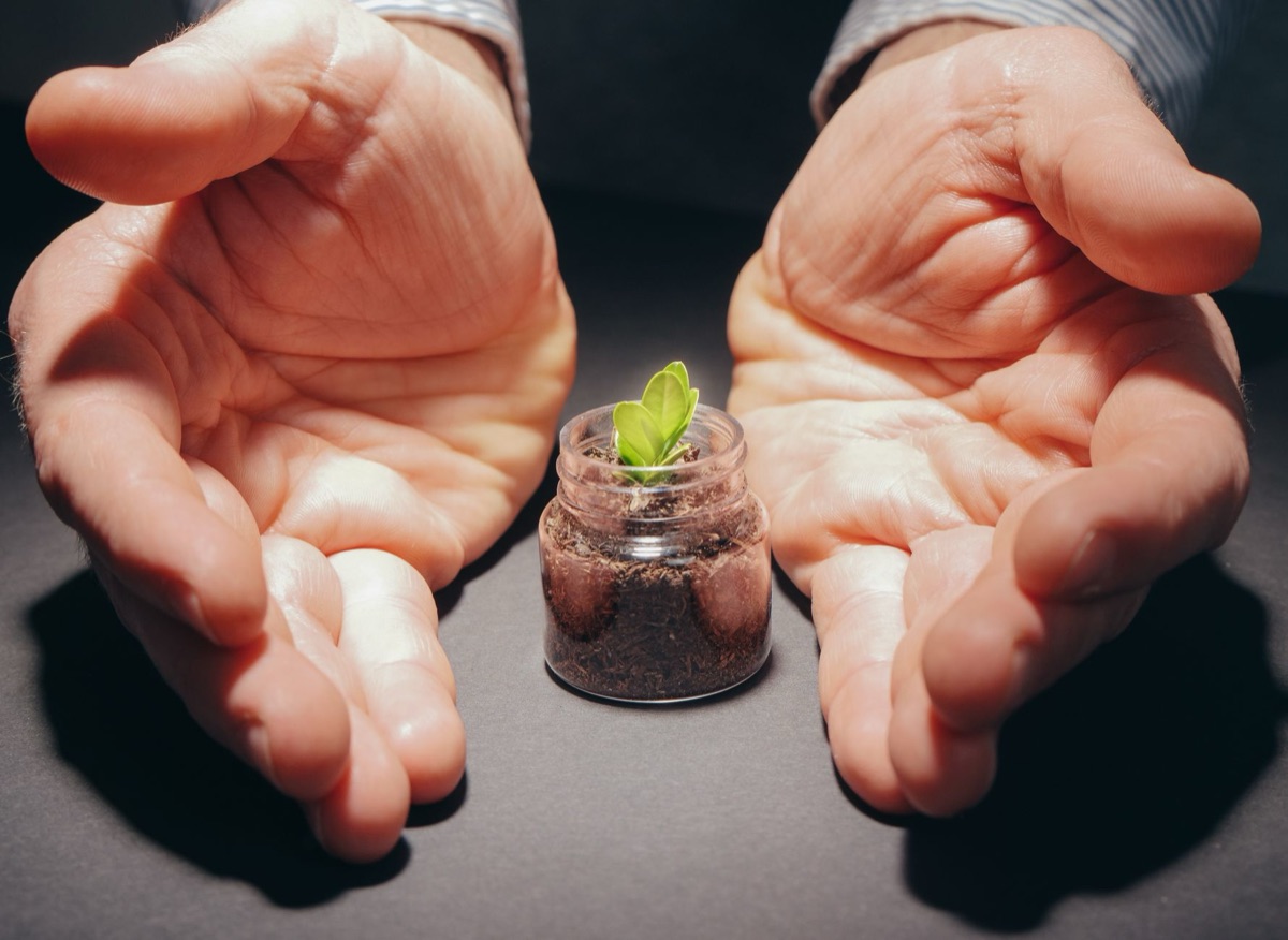 Des mains tenant une jeune pousse de plante dans de la terre fertile.