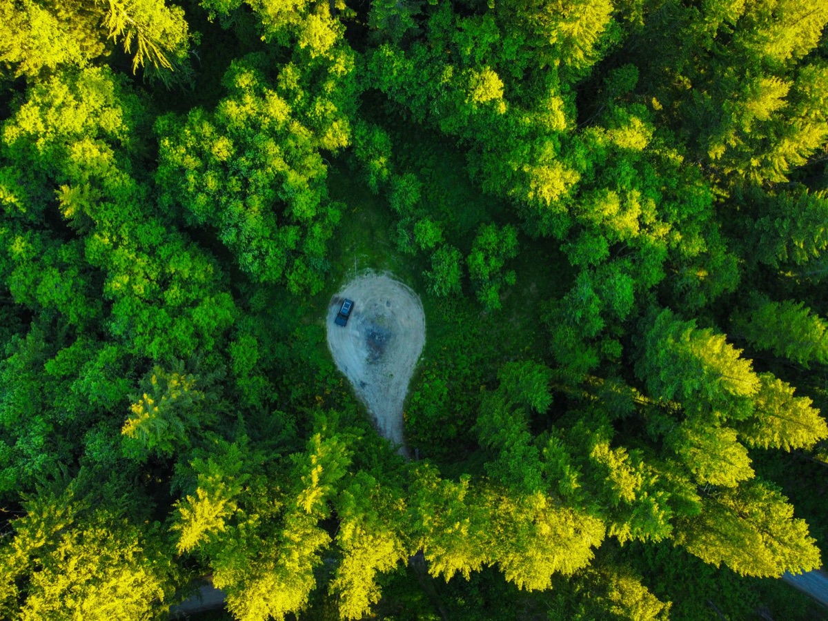 Veduta aerea di una foresta verde rigogliosa