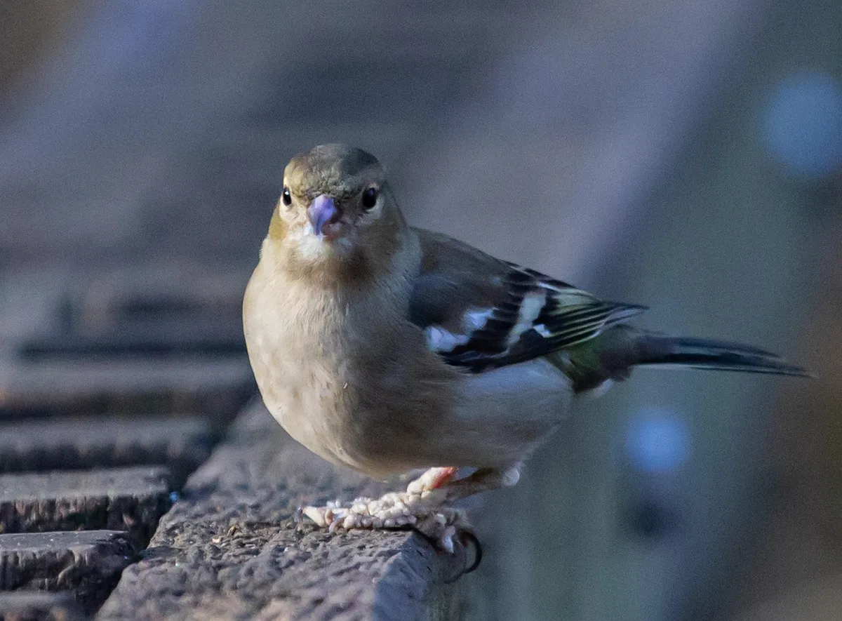female chaffinch, diseased feet, chaffinch, ill, disease, avian pox, avian, illness, sick, sickness