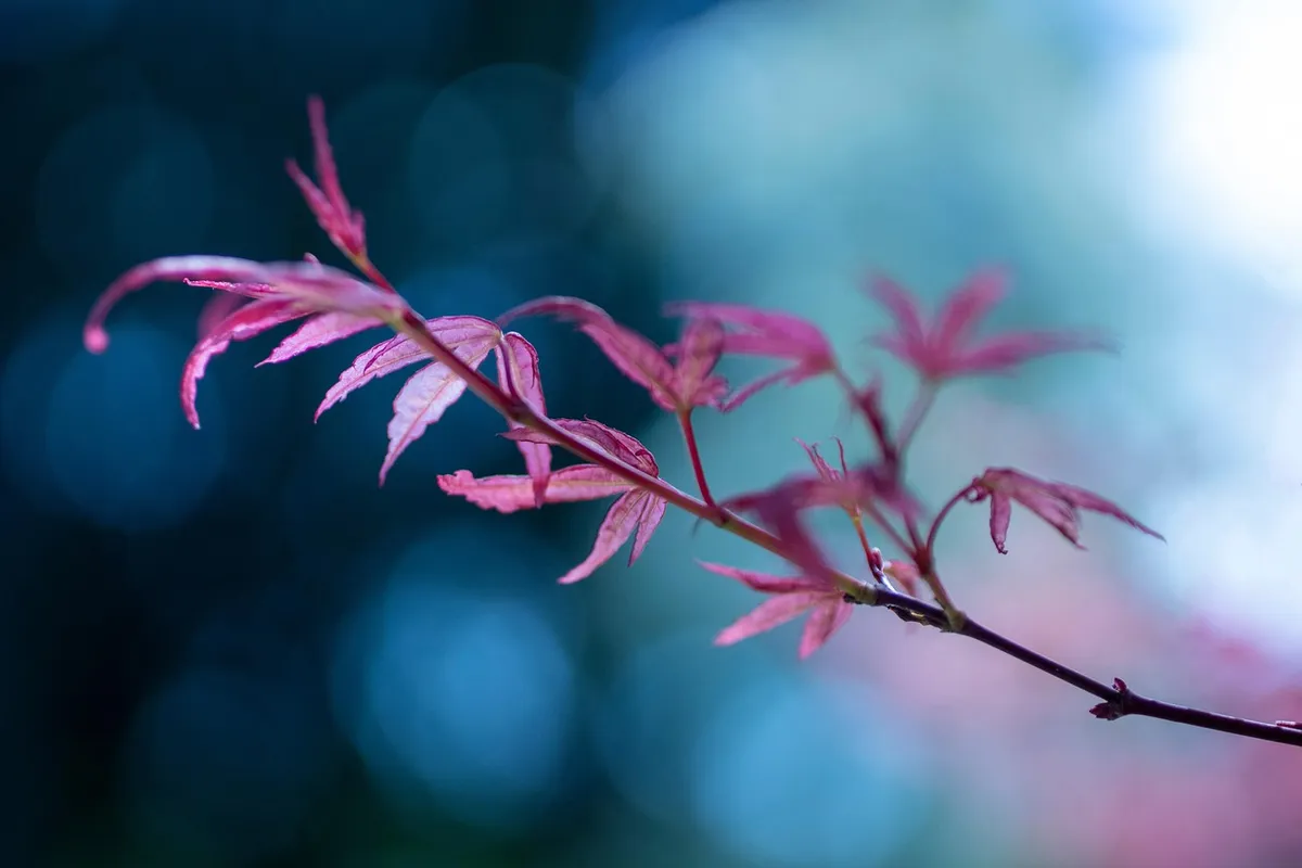 leaves, tree, branch, green, nature, garden, maple, japanese maple, leaves, leaves, leaves, tree, branch, branch, branch, green, green, green, nature, garden, g